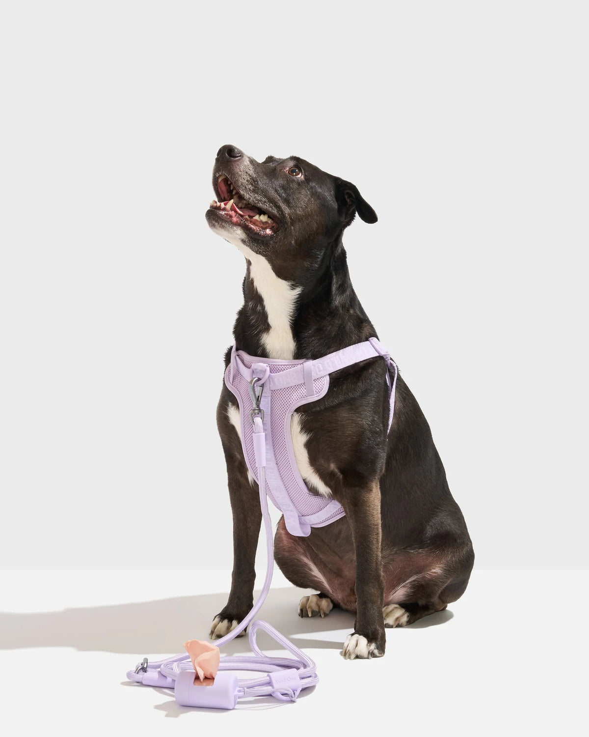 Step-In Harness + Hands-Free Rope Leash Walk Kit